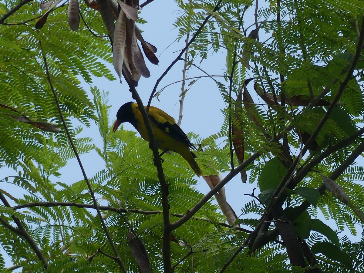 Black-hooded Oriole - ML622757760