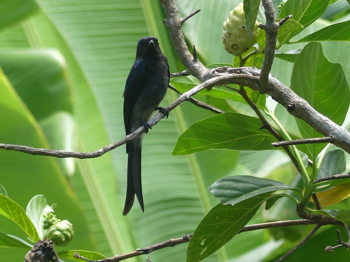 Ak Karınlı Drongo - ML622757767