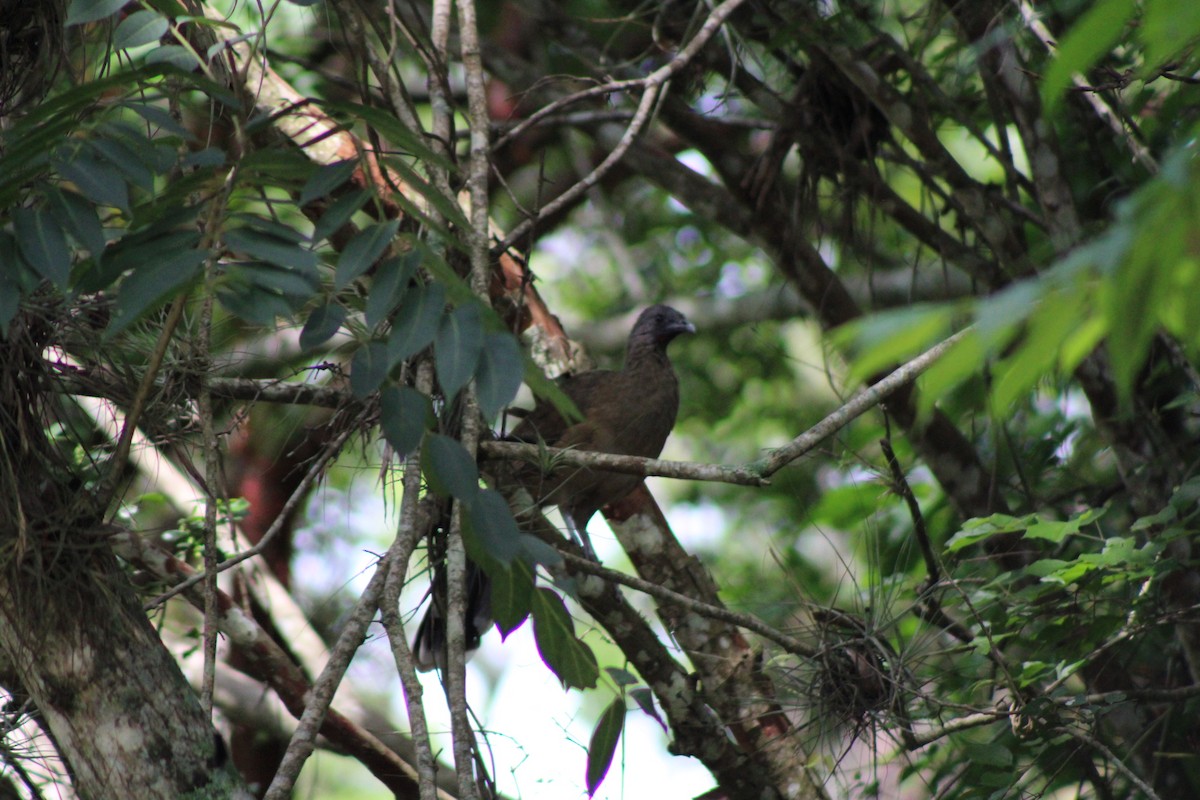 Plain Chachalaca - ML622757787