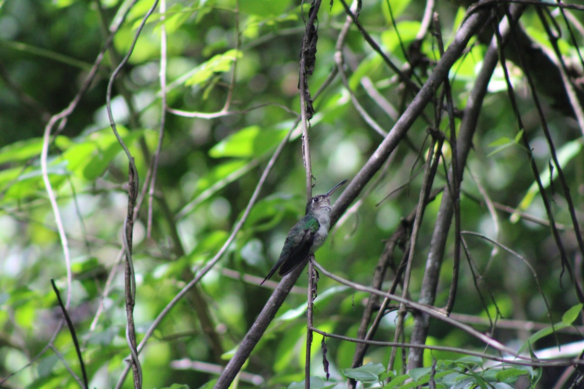 Wedge-tailed Sabrewing - ML622757794