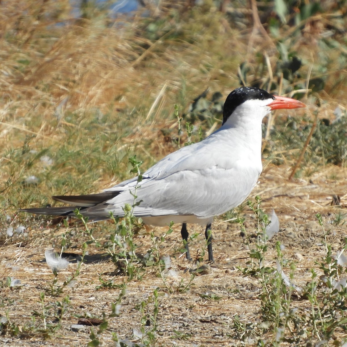 Caspian Tern - ML622757795