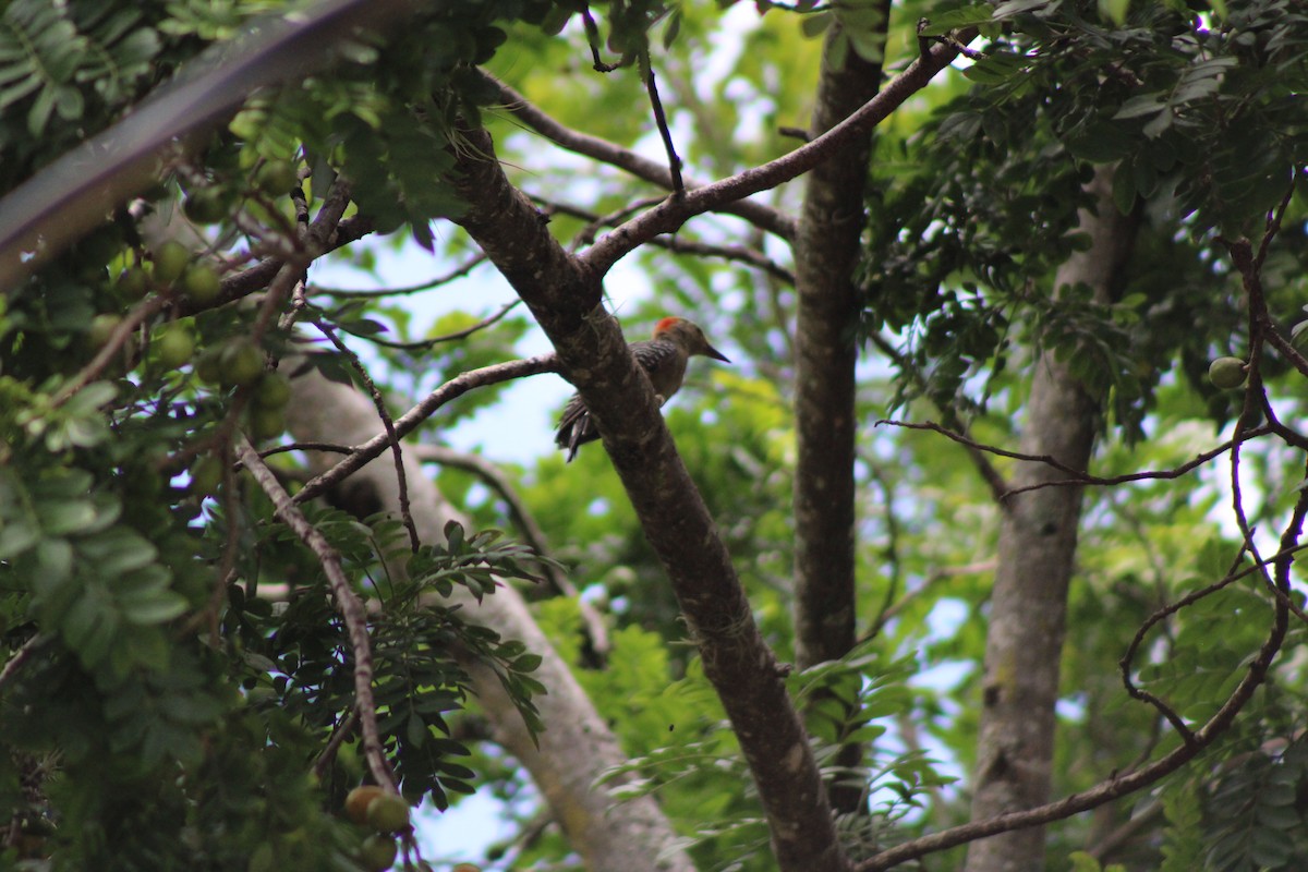 Golden-fronted Woodpecker - ML622757805