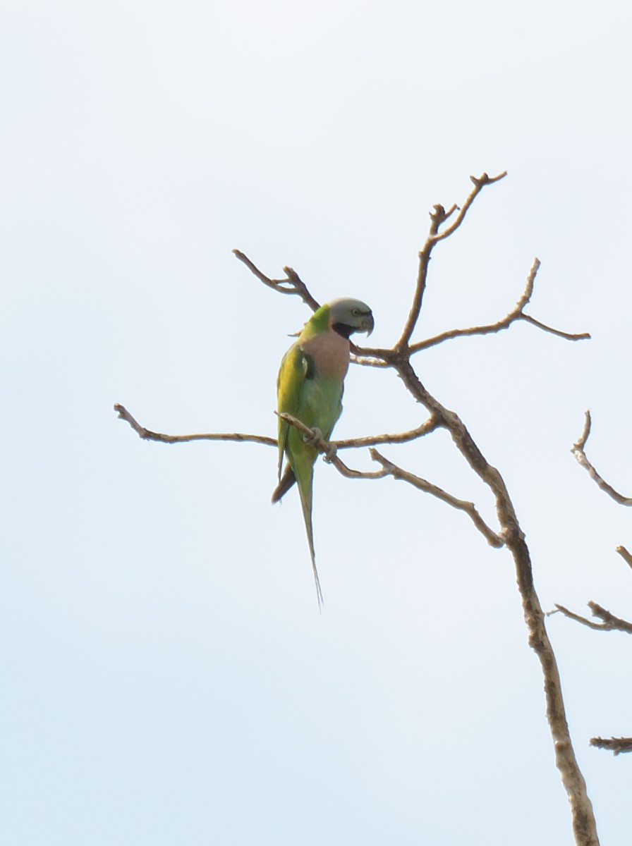 Red-breasted Parakeet - ML622757809