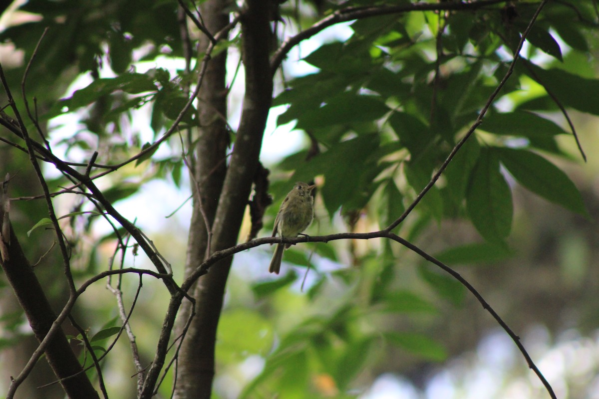 Western Flycatcher - ML622757812