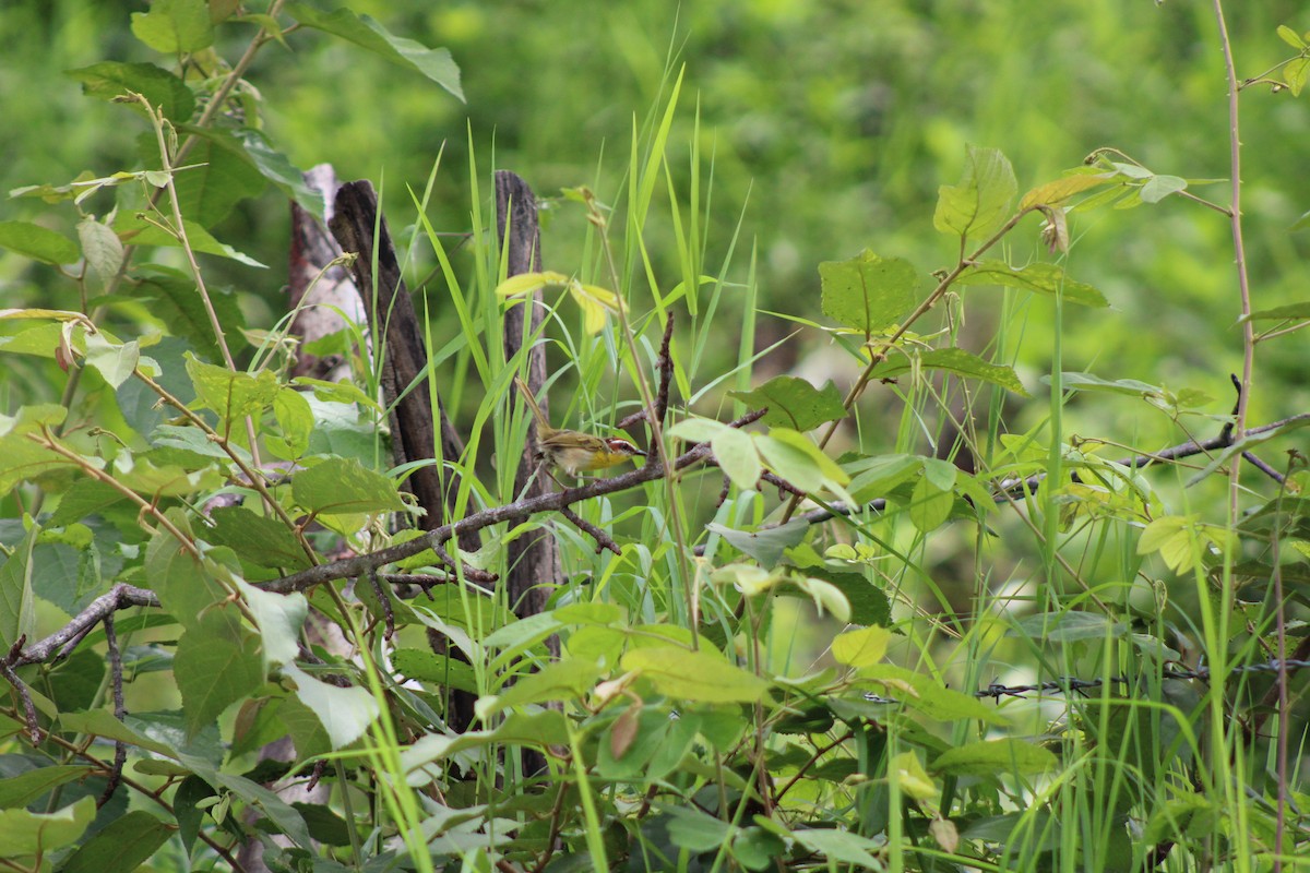 Rufous-capped Warbler - ML622757829