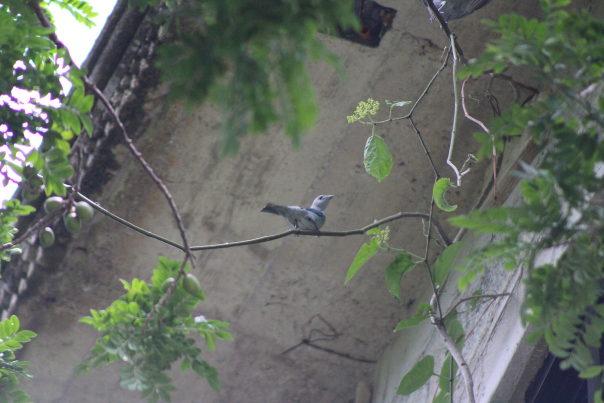 Blue-gray Tanager - ML622757830