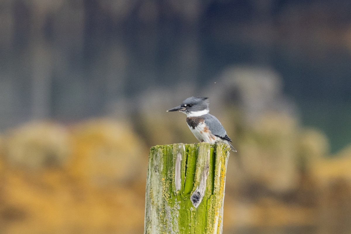 Belted Kingfisher - ML622757866