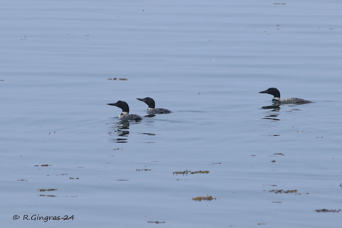 Common Loon - ML622757869