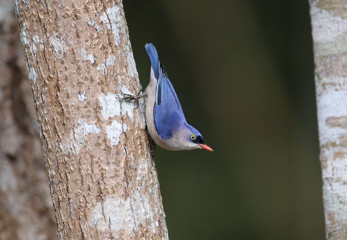 Velvet-fronted Nuthatch - ML622757871