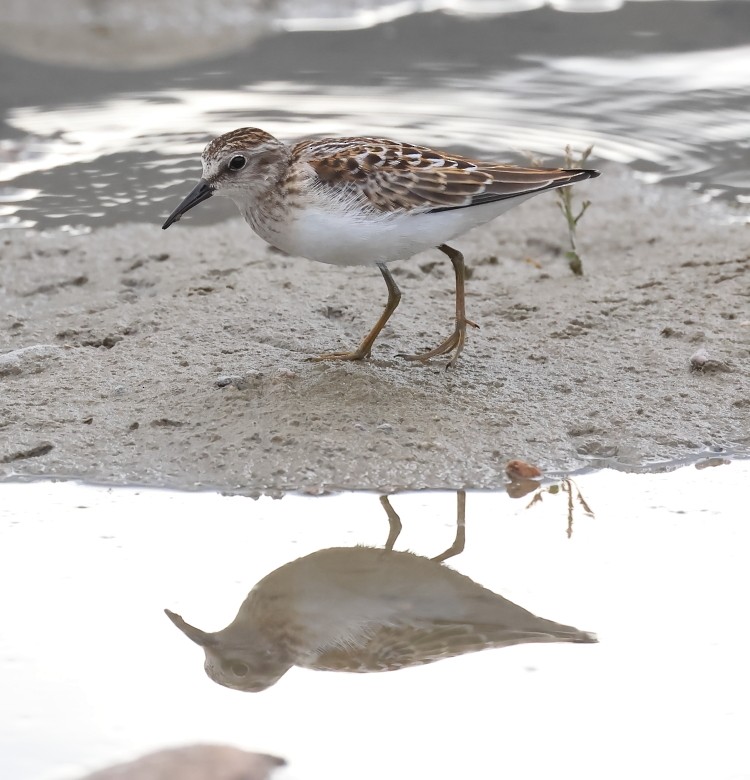 Gambecchio americano - ML622757922