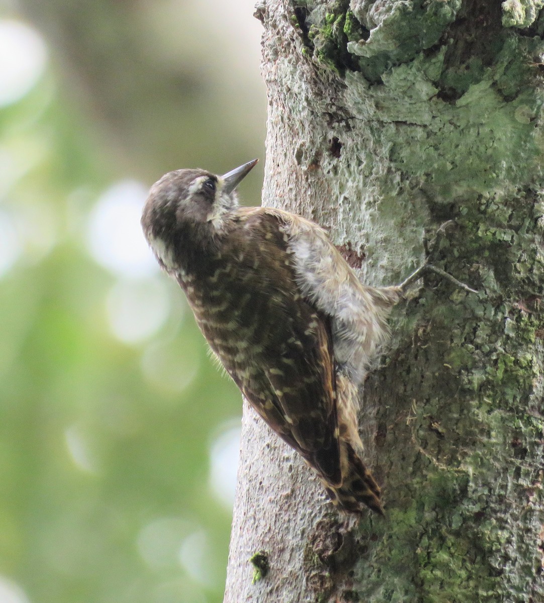 Sulawesi Pygmy Woodpecker - ML622757995