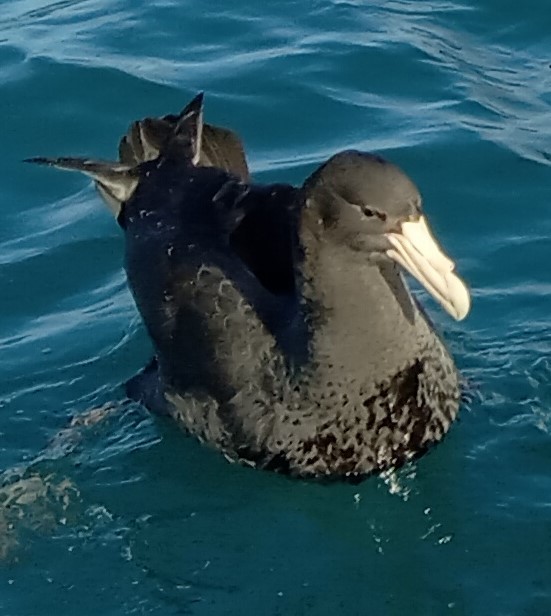 Southern Giant-Petrel - Jason Caddy