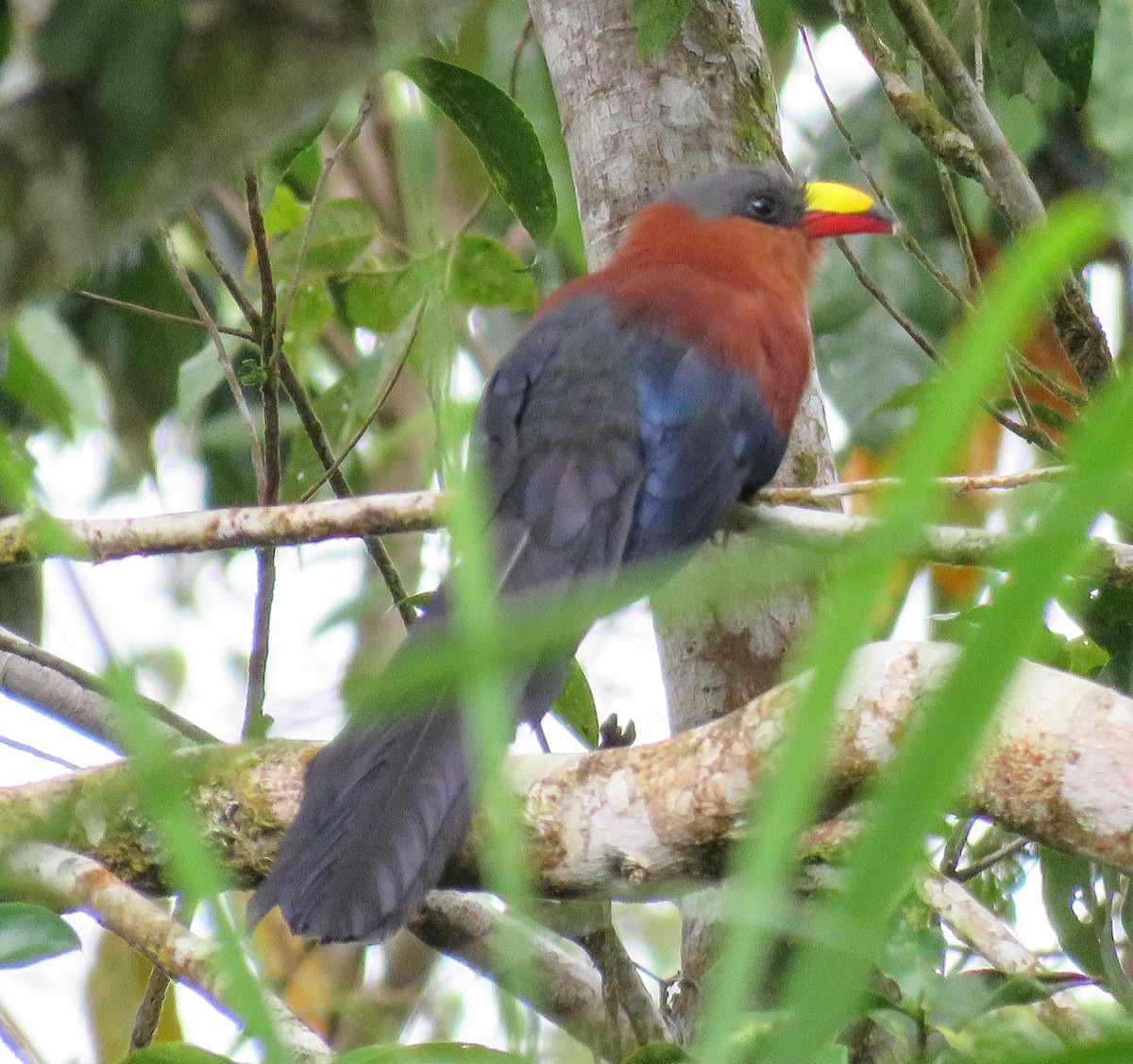 Yellow-billed Malkoha - ML622758055