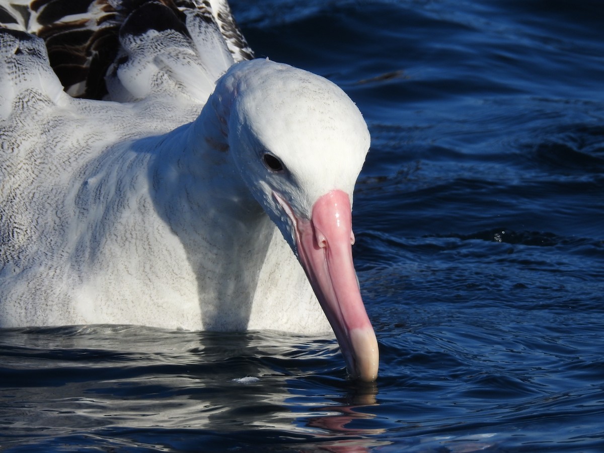 Albatros des Antipodes - ML622758065