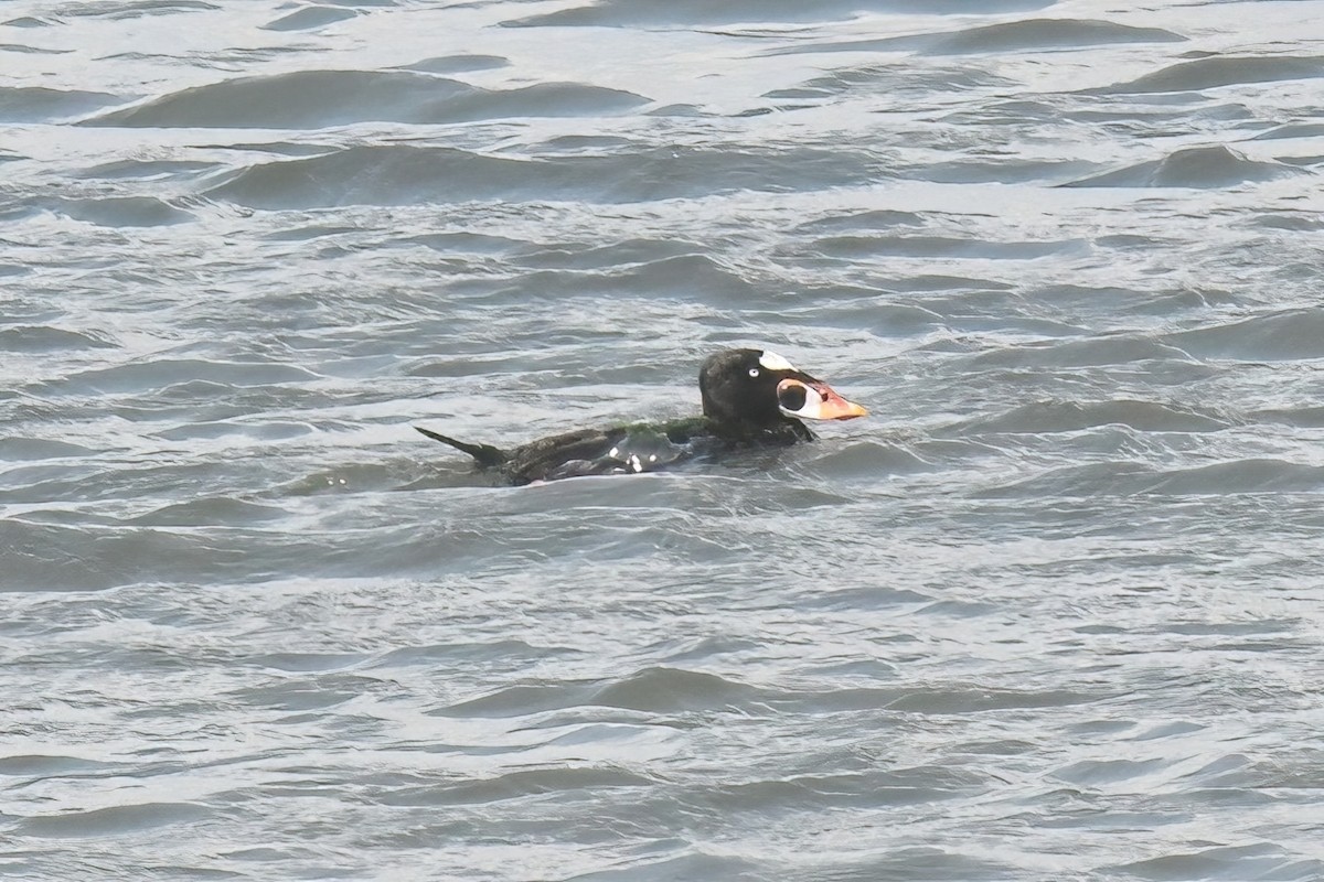 Surf Scoter - Gigi A