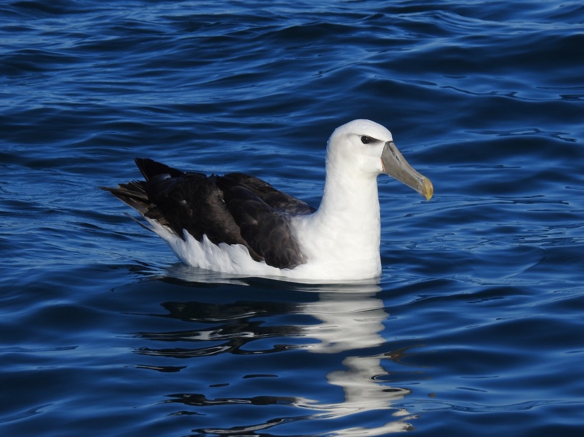 White-capped Albatross - Jason Caddy