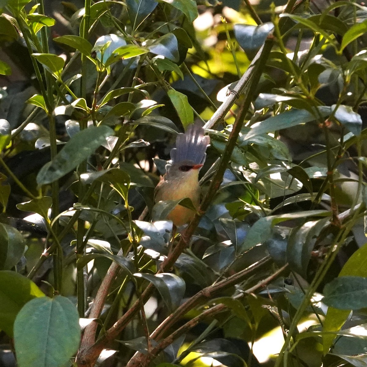 Variegated Fairywren - ML622758090