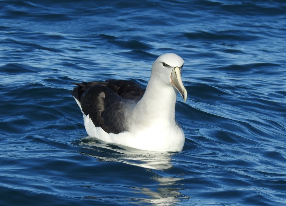 Albatros de Salvin - ML622758099