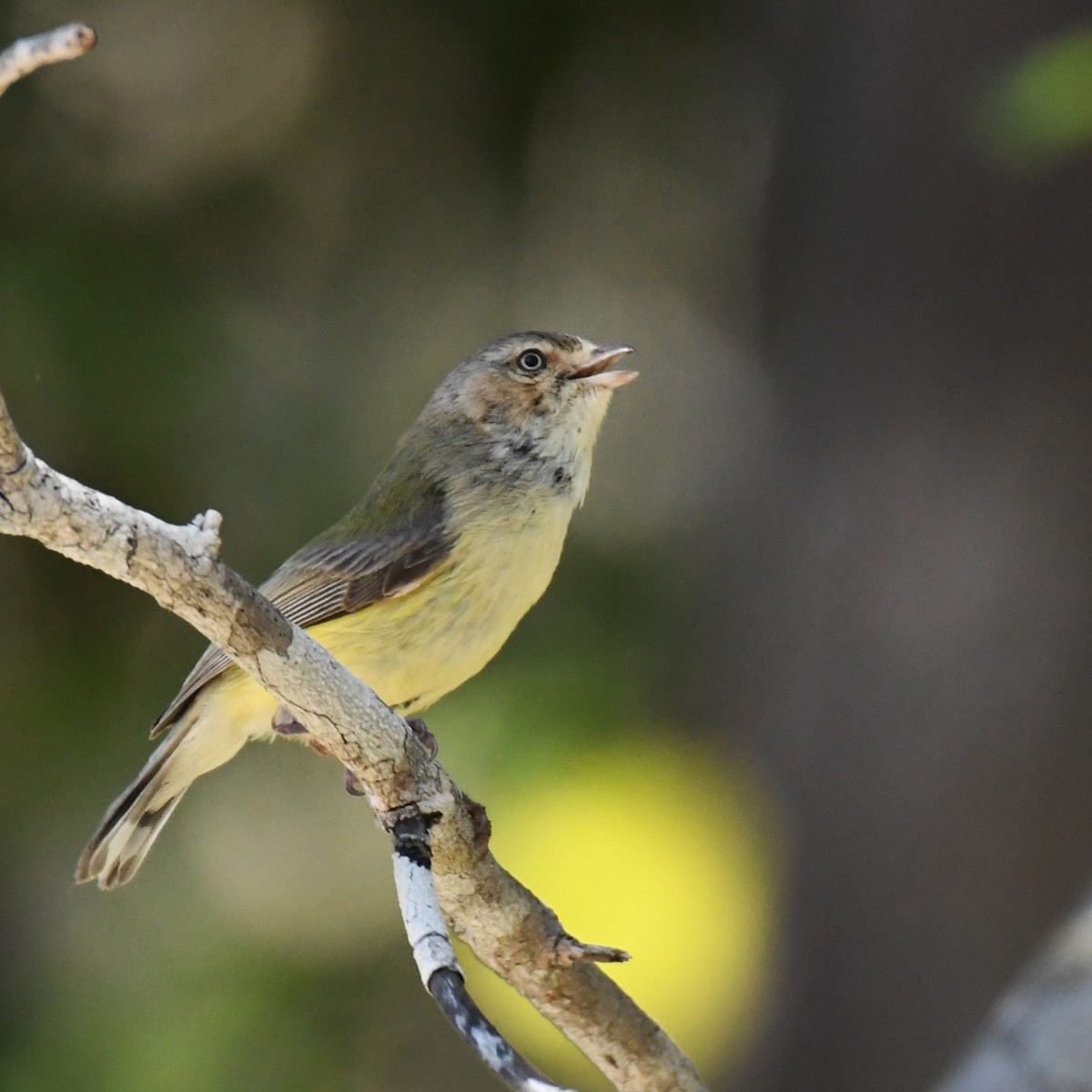 Weebill - ML622758109