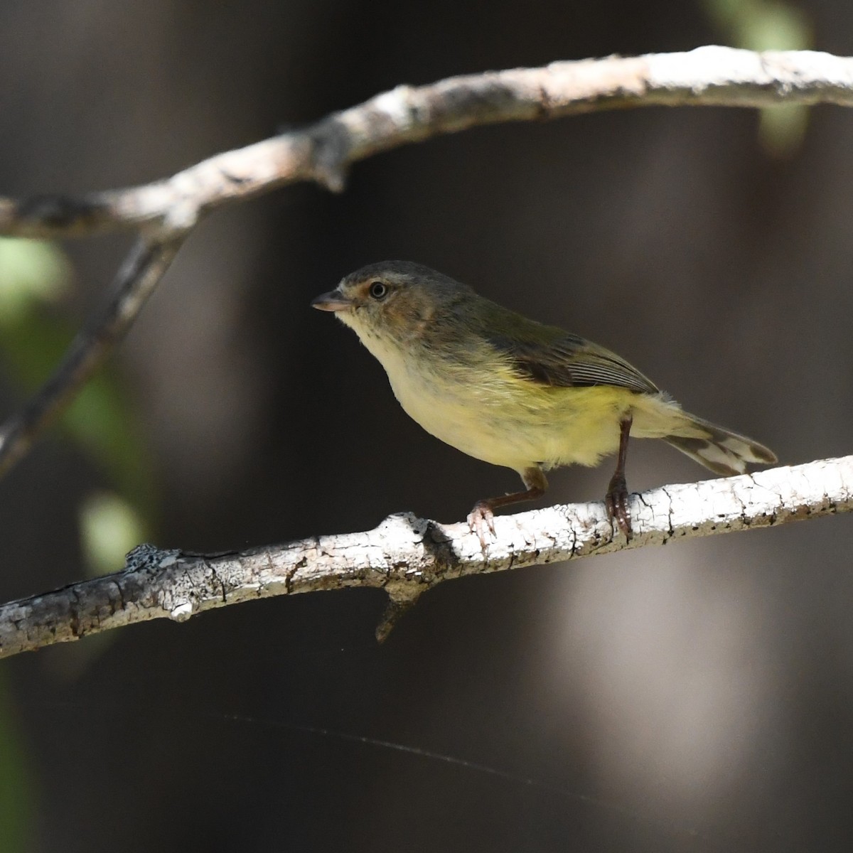 Weebill - ML622758111