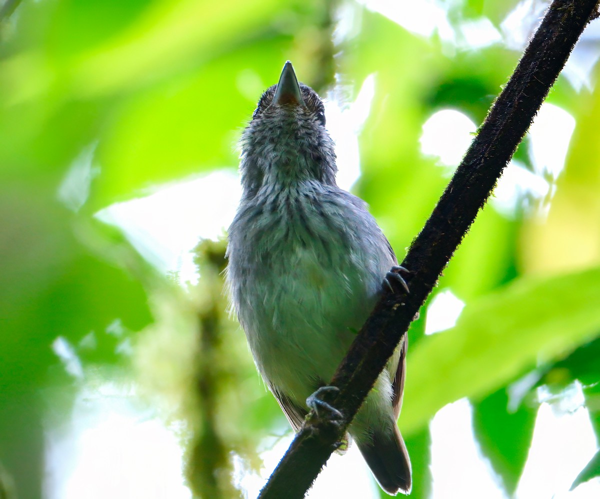 Streak-crowned Antvireo - Mike Melton