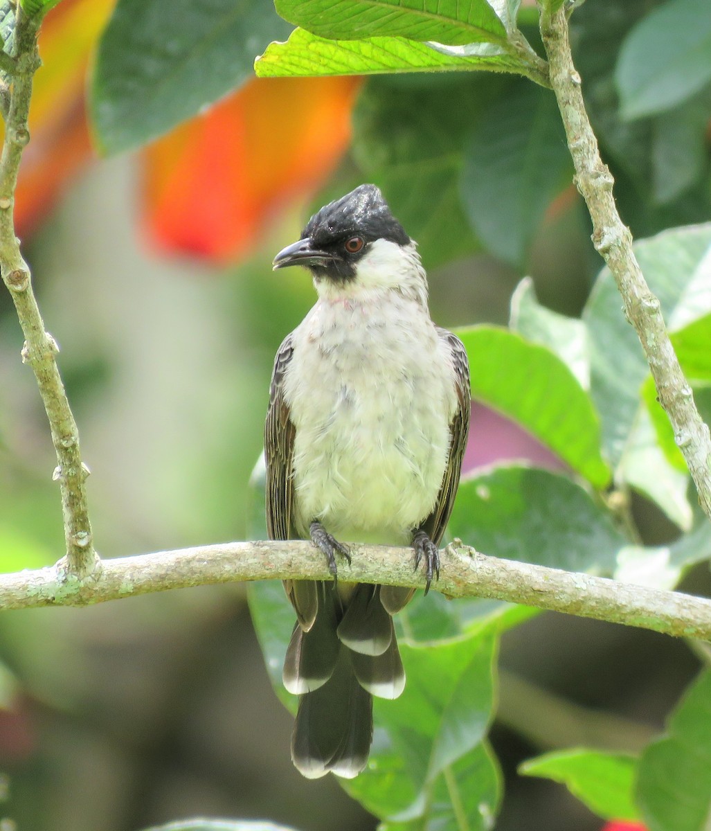 Sooty-headed Bulbul - ML622758118