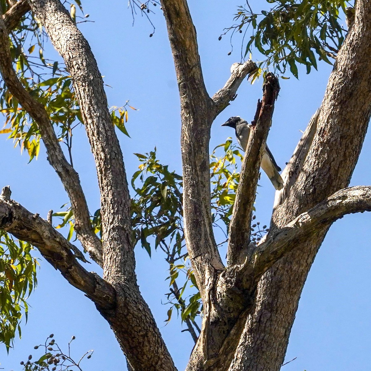 Black-faced Cuckooshrike - ML622758131