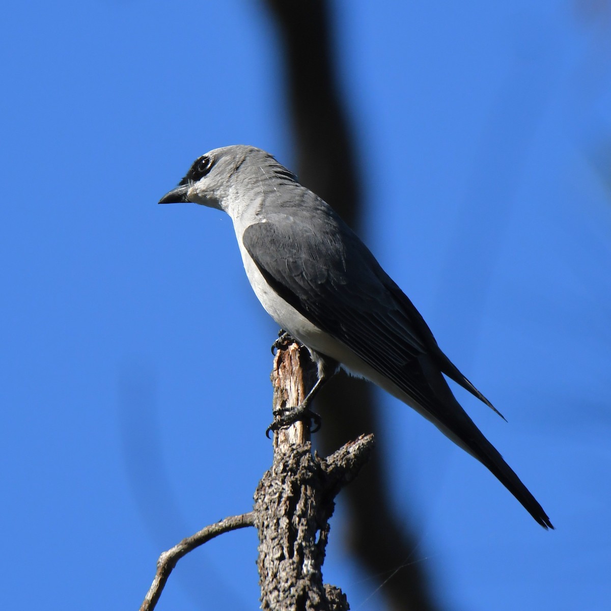 White-bellied Cuckooshrike - ML622758140