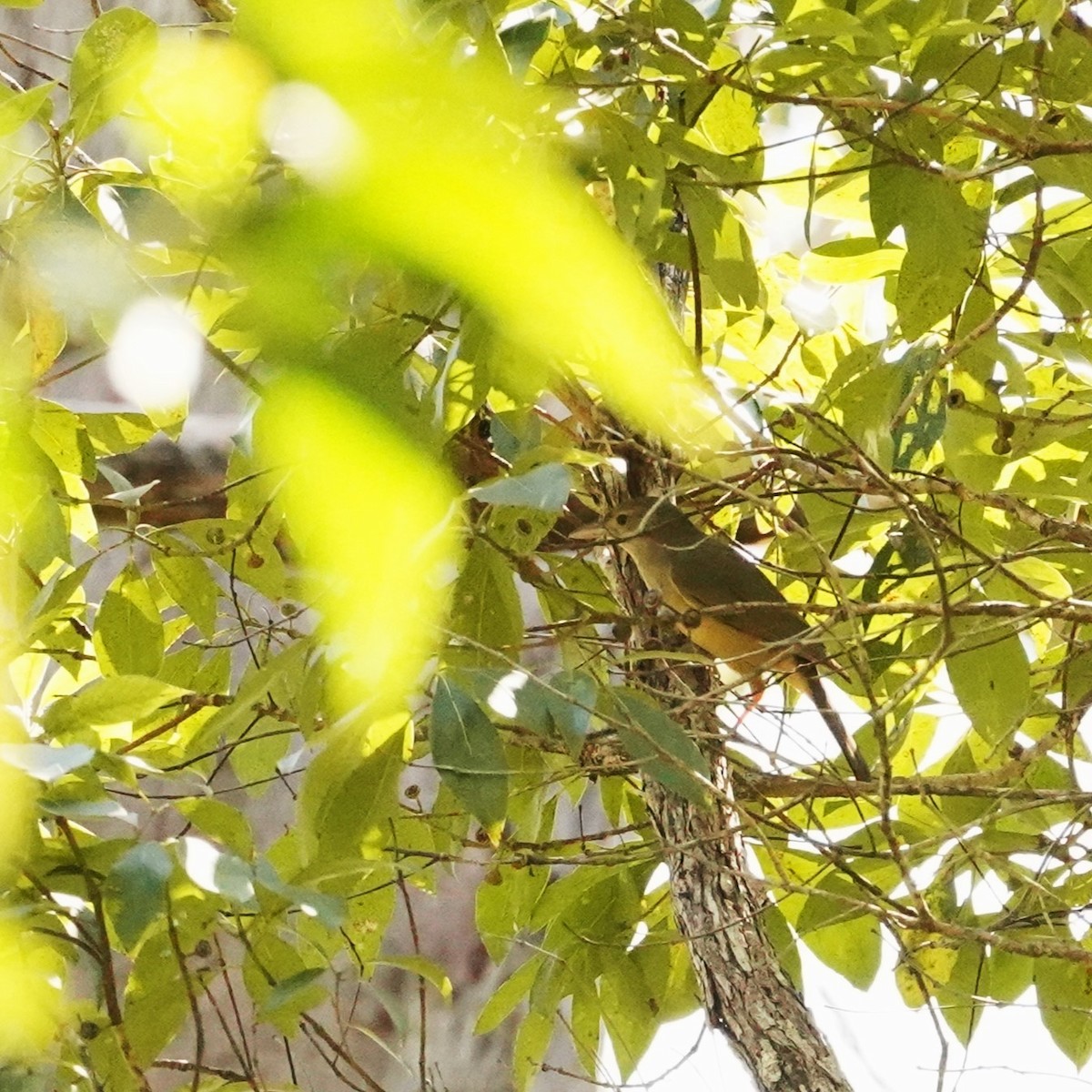 Rufous Shrikethrush - ML622758147