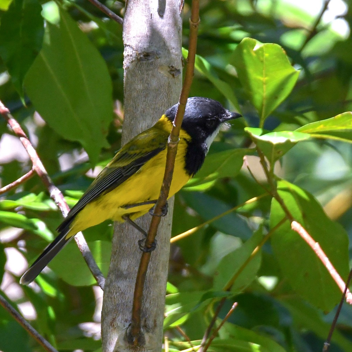 Golden Whistler - ML622758150