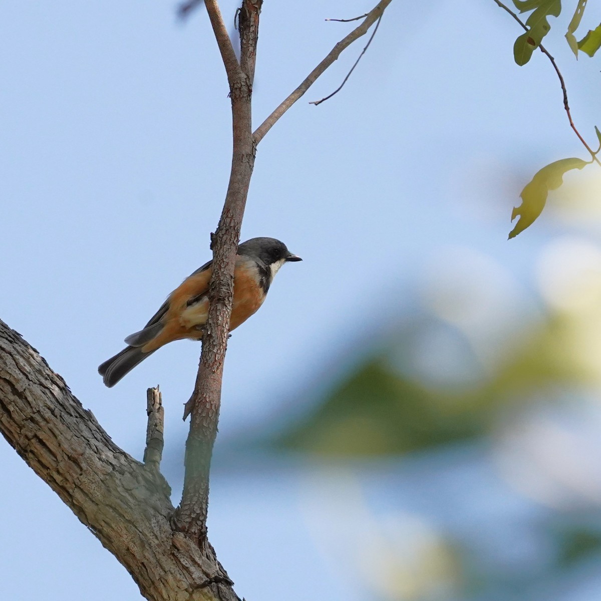 Rufous Whistler - ML622758164