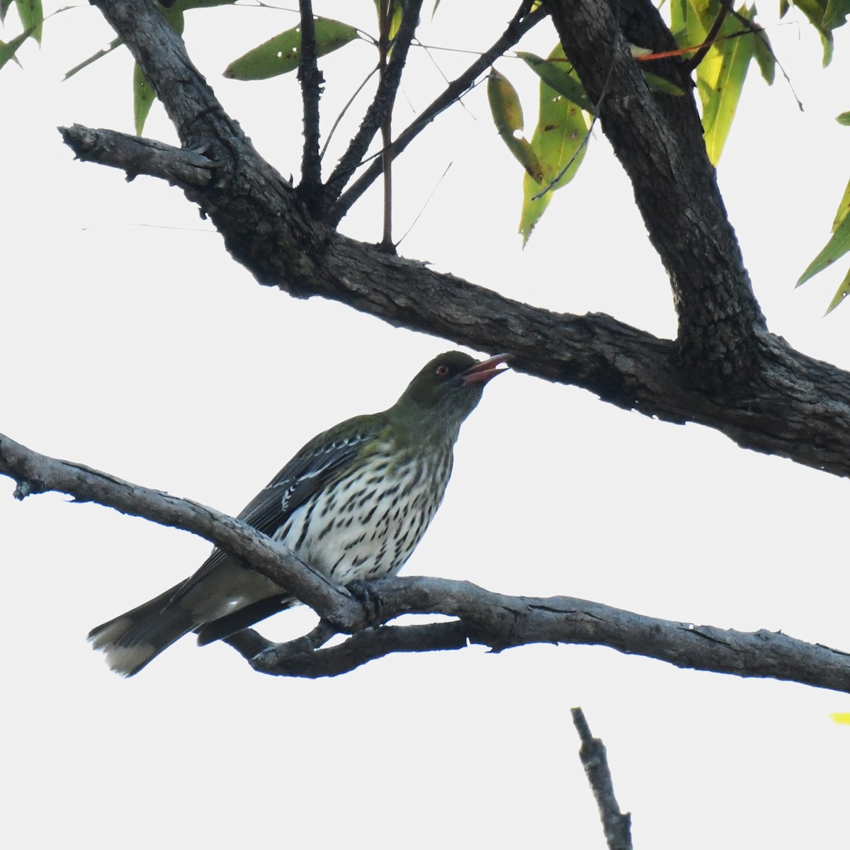 Olive-backed Oriole - ML622758172