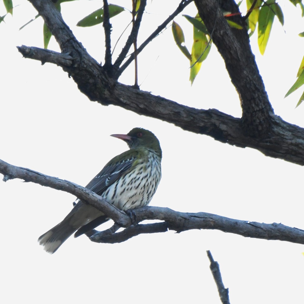 Olive-backed Oriole - ML622758173