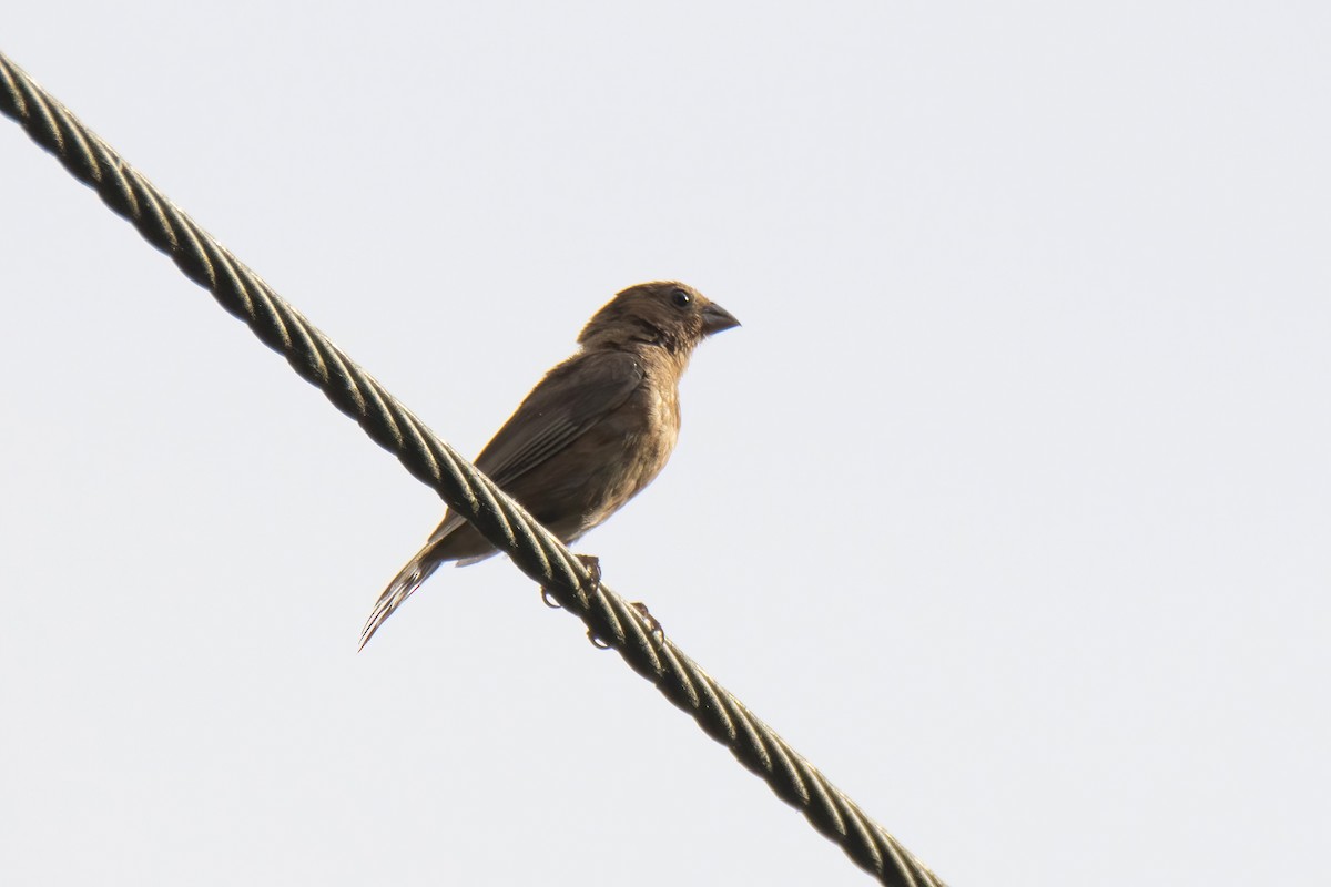 Blue Bunting - ML622758176