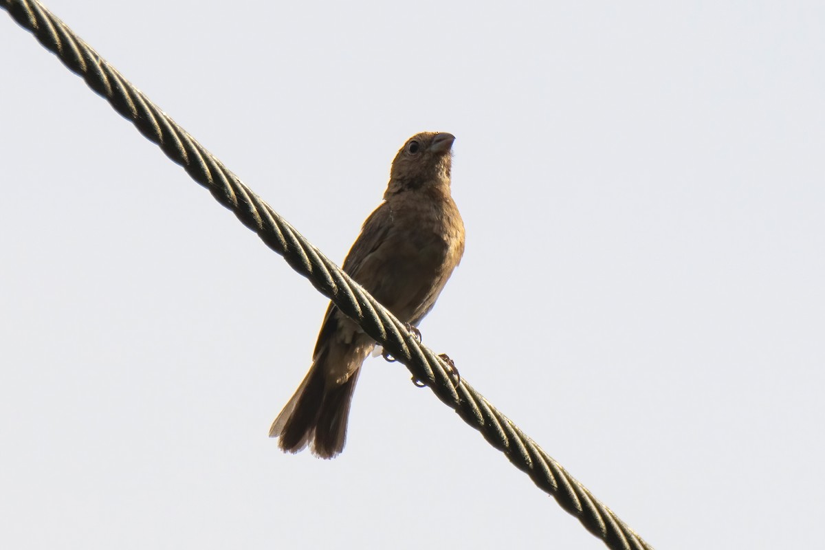 Blue Bunting - ML622758177