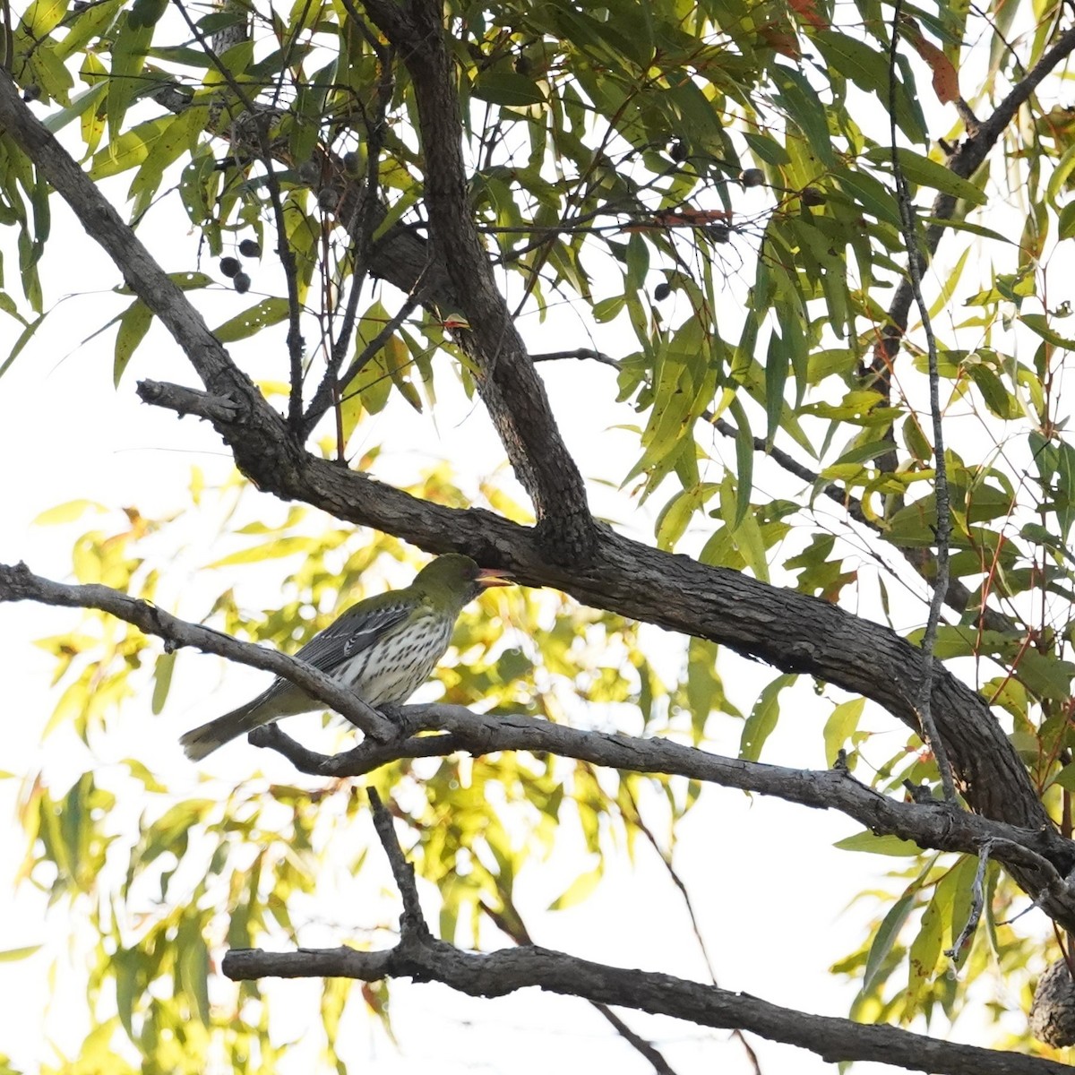 Olive-backed Oriole - ML622758182