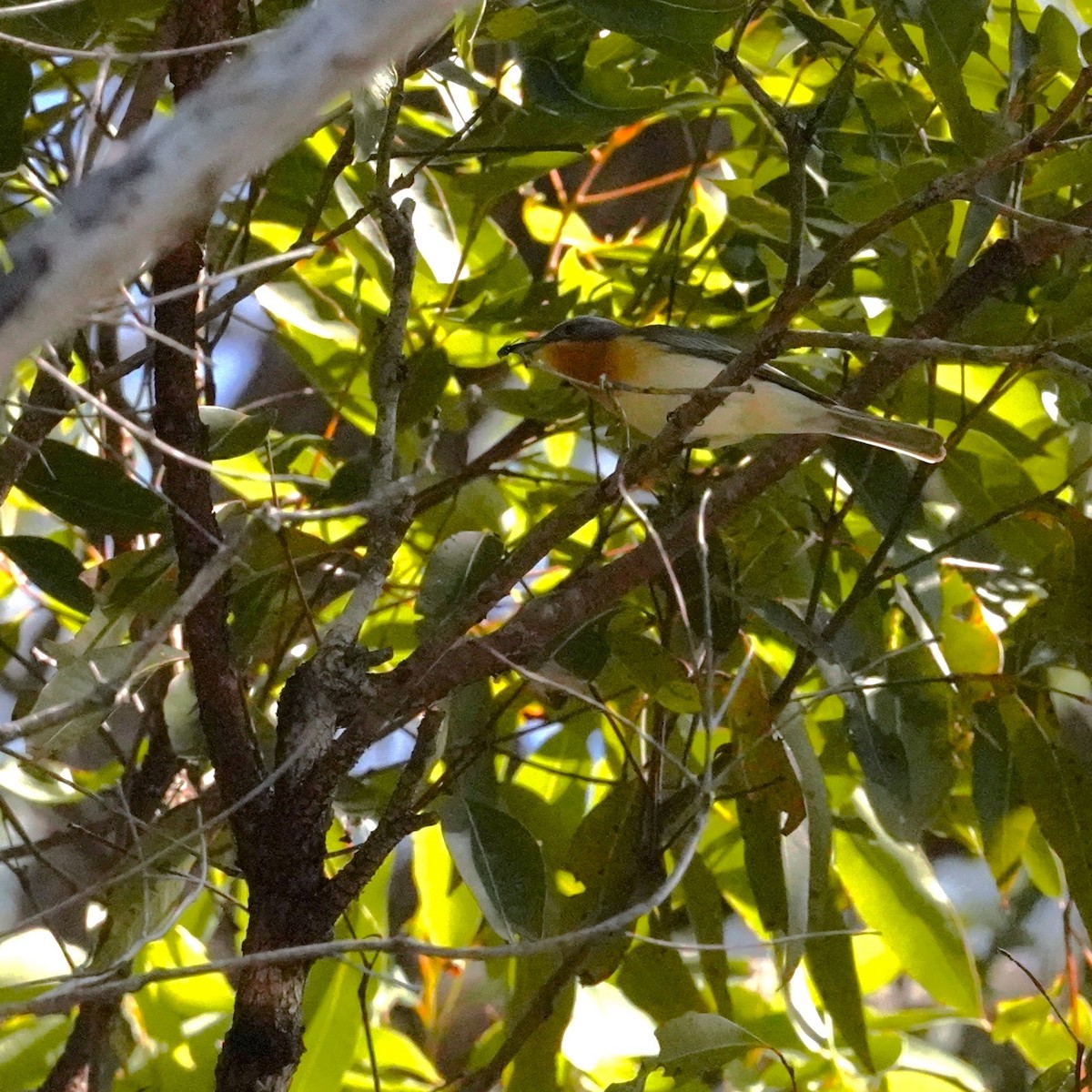 Leaden Flycatcher - ML622758207