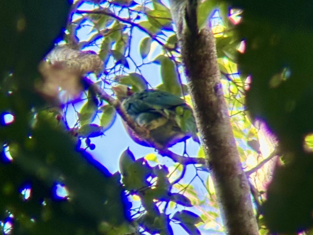 Yellow-breasted Fruit-Dove - ML622758209