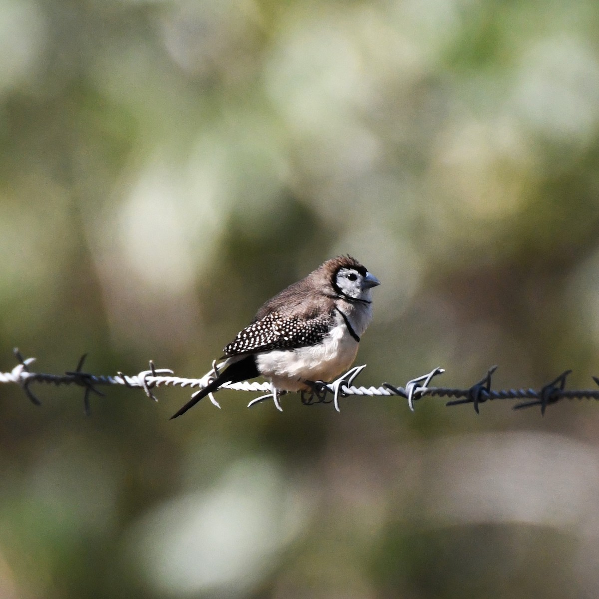 Double-barred Finch - ML622758225