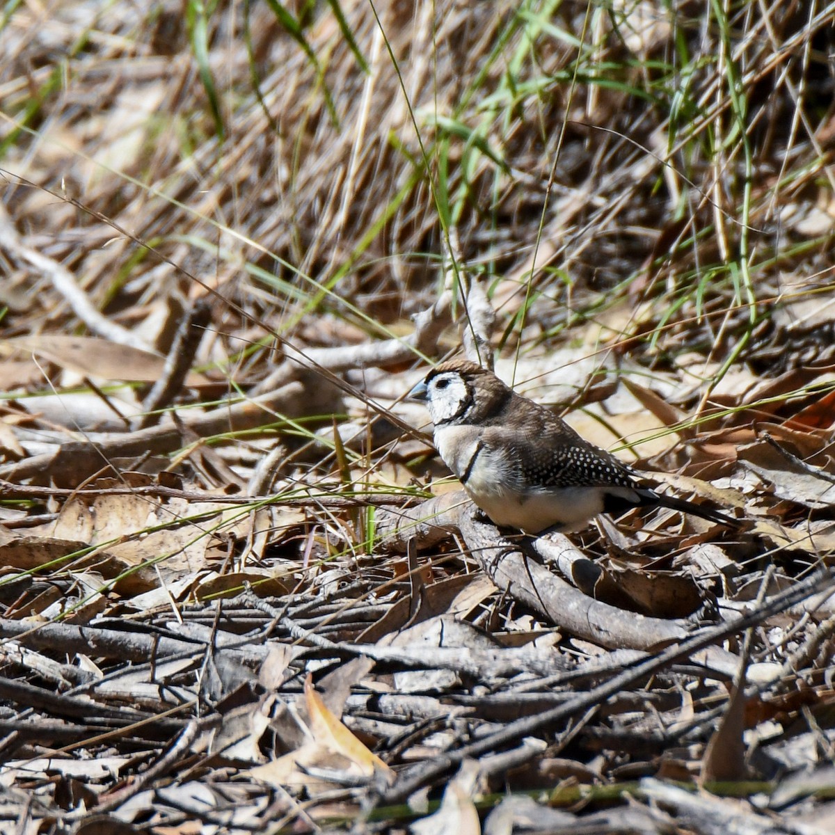 Double-barred Finch - ML622758226