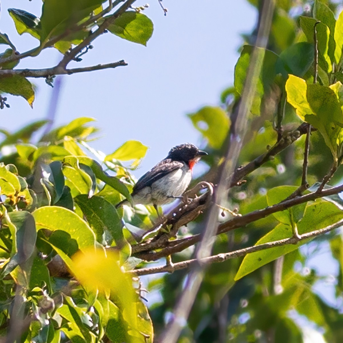 Red-chested Flowerpecker - ML622758230