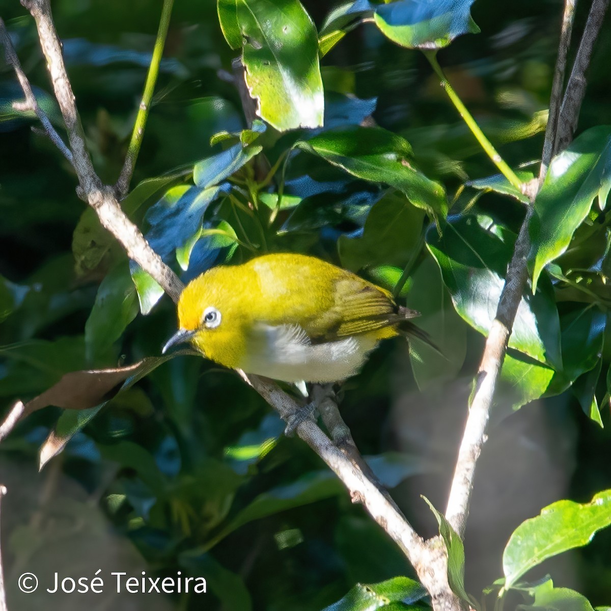 Ashy-bellied White-eye - ML622758247