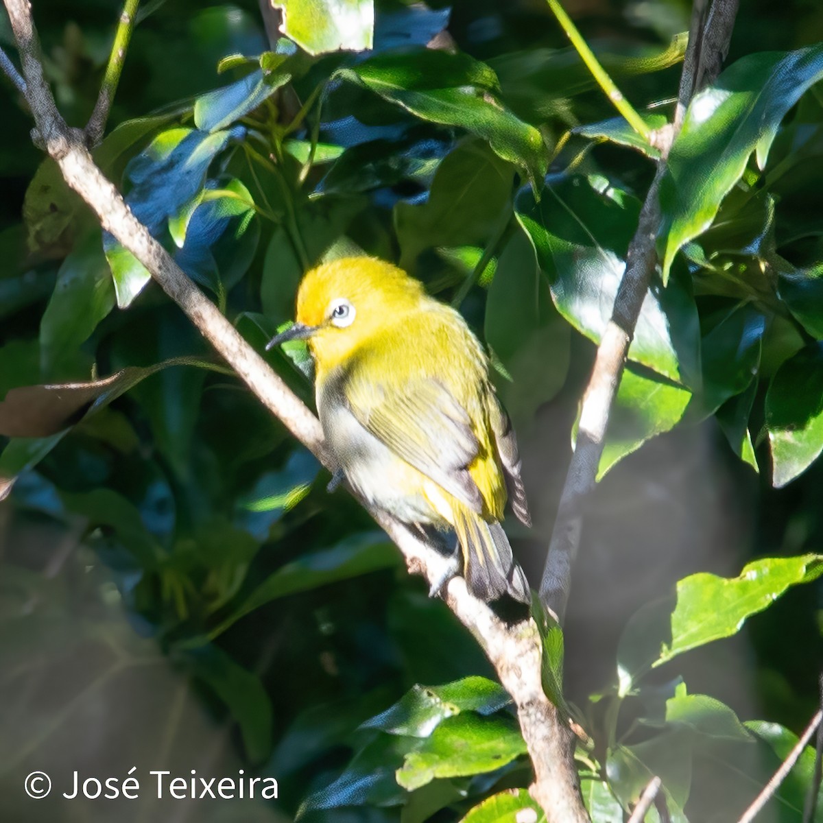 Ashy-bellied White-eye - ML622758253