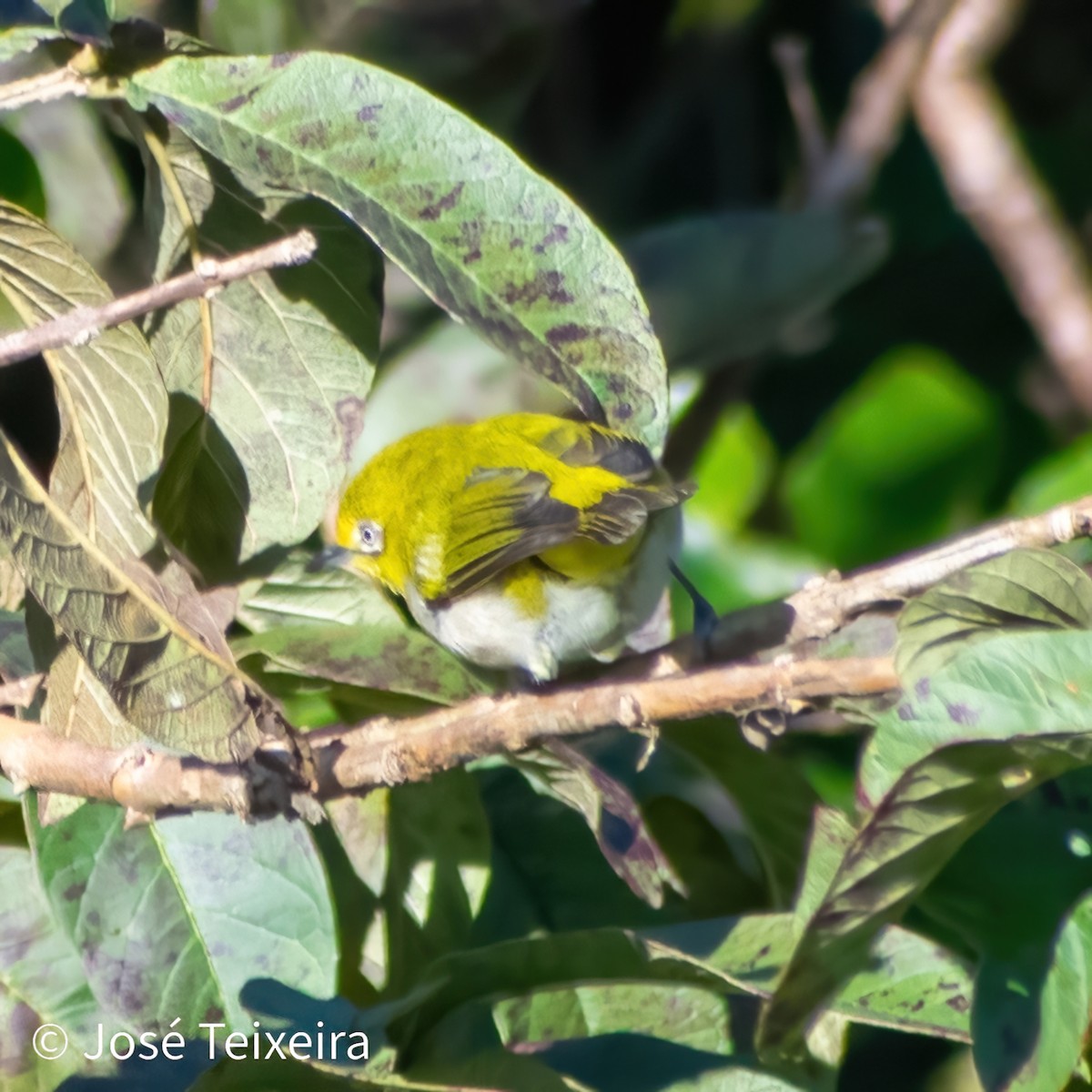 Ashy-bellied White-eye - ML622758267