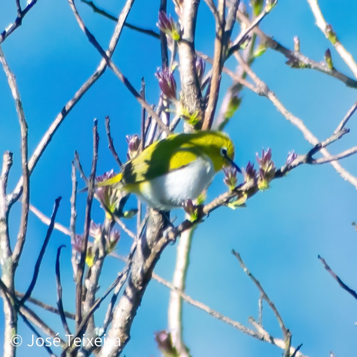 Ashy-bellied White-eye - ML622758271