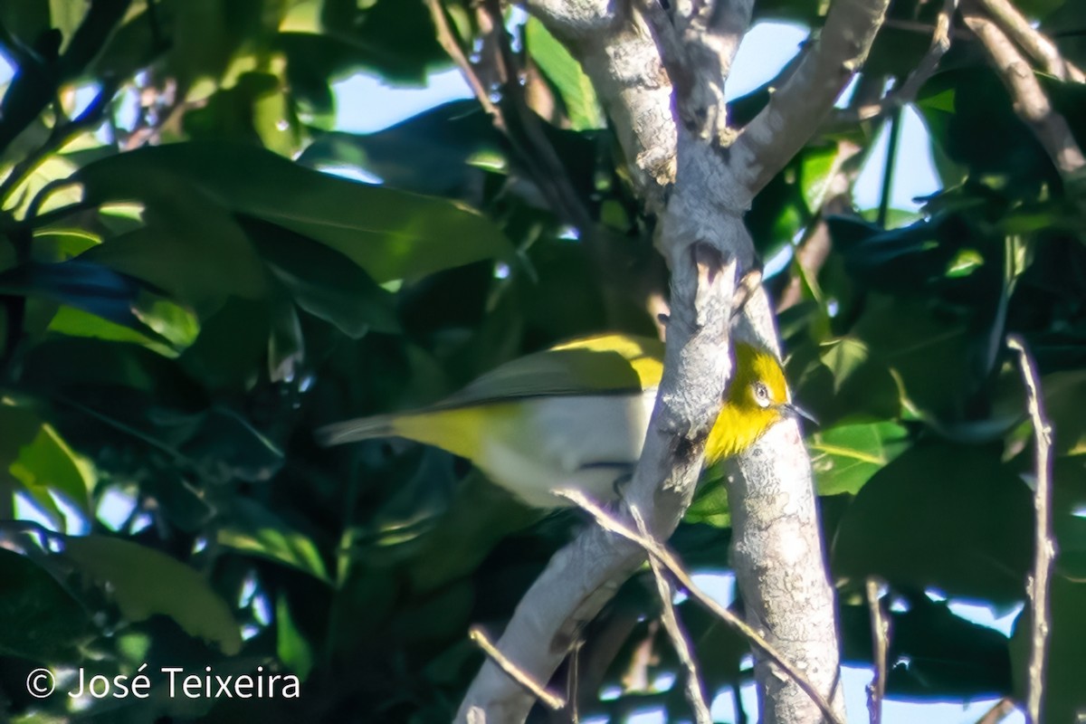 Ashy-bellied White-eye - ML622758272