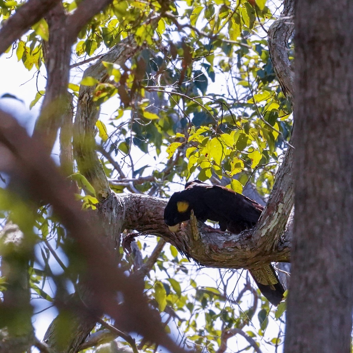 Yellow-tailed Black-Cockatoo - ML622758274