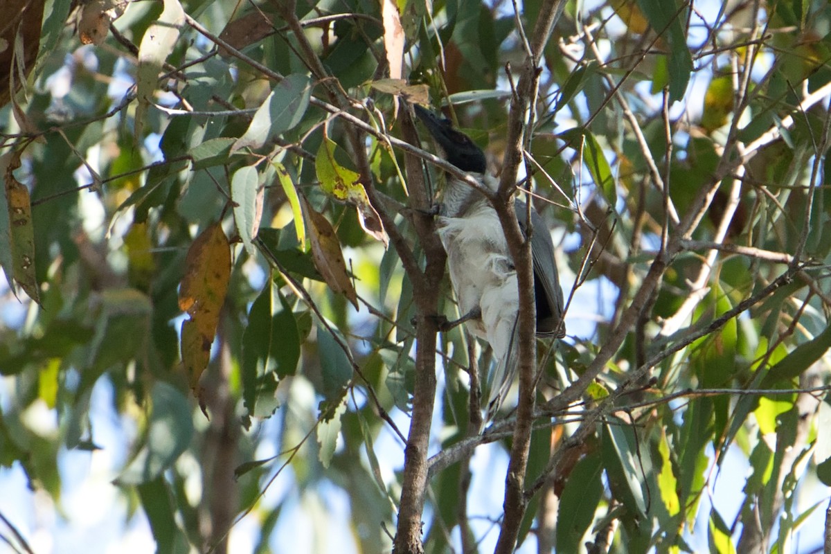 Noisy Friarbird - ML622758295