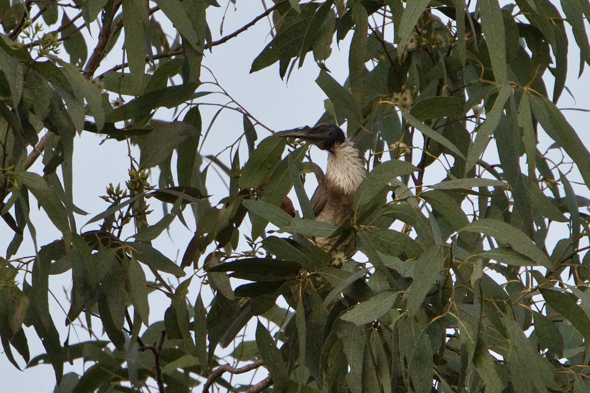 Noisy Friarbird - ML622758296