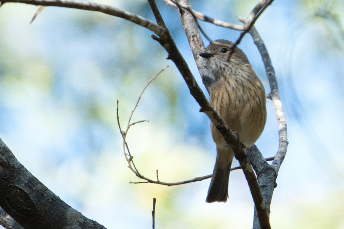 Rufous Whistler - Helen Leonard